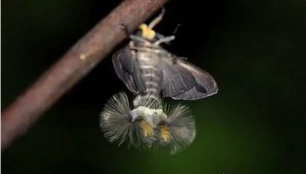 世界上最恐怖的飞蛾黑条灰灯蛾一种来自地狱的生物