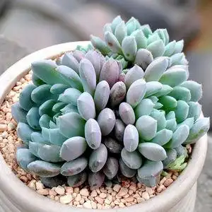 多肉植物小蓝衣萌肉肉易爆盆群生多头办公室创意盆栽花卉绿植多肉