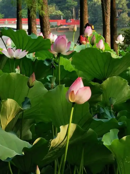 初夏的荷花开得灿烂