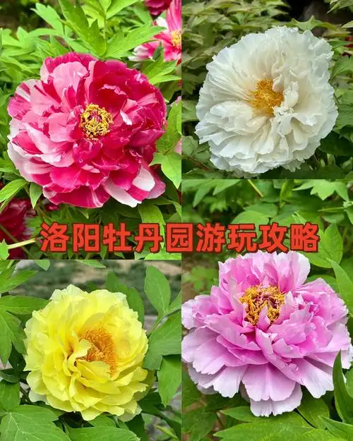 洛阳牡丹,中国的国花,牡丹在洛阳这片古老的土地上绽放得尤为娇艳.