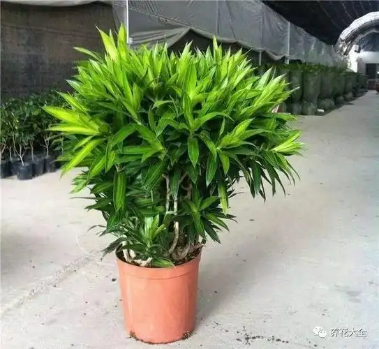 100种家庭室内观叶植物图谱,好全