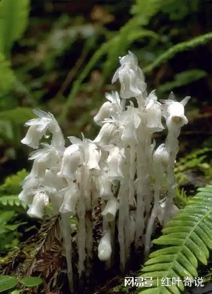 世界上最罕见的花幽灵兰花惨白而形状奇特