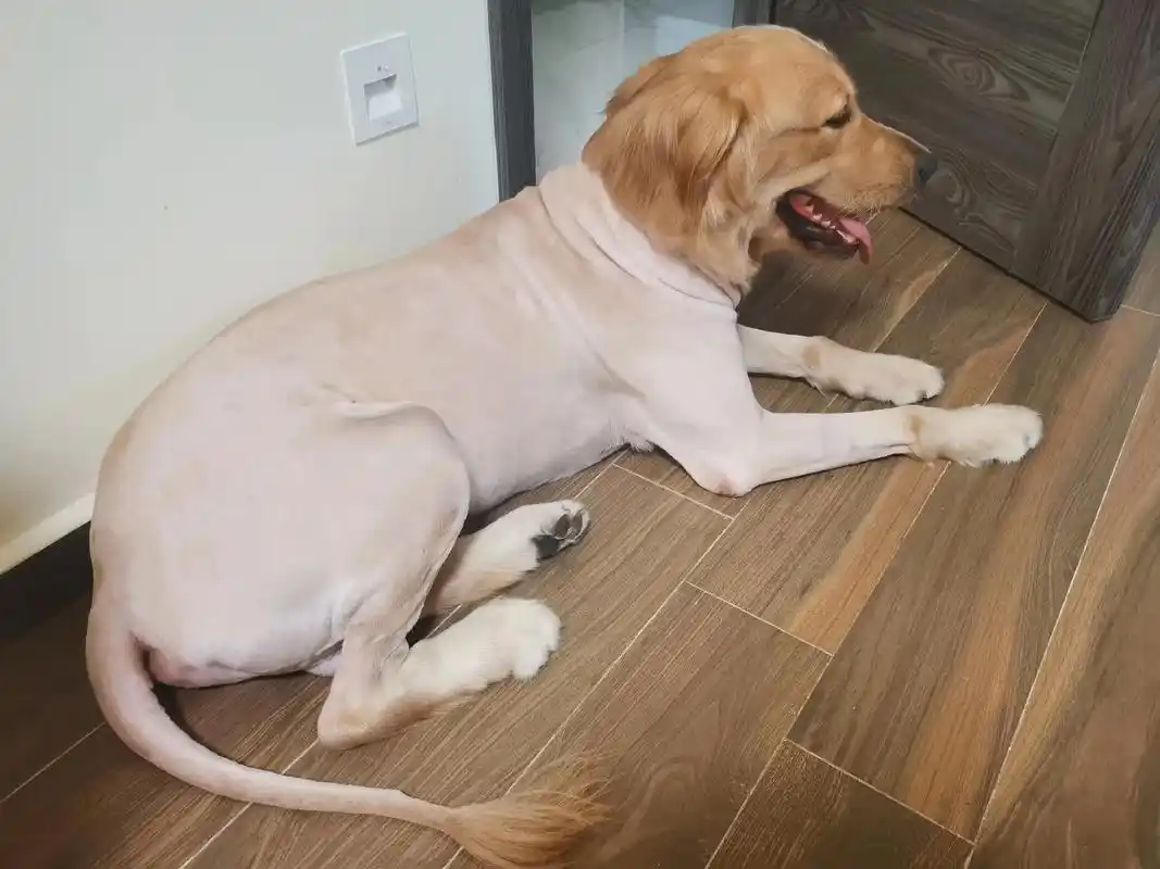 失策了,这毛毛剃了是真的丑哭了03#金毛 #金毛大暖男 - 抖音