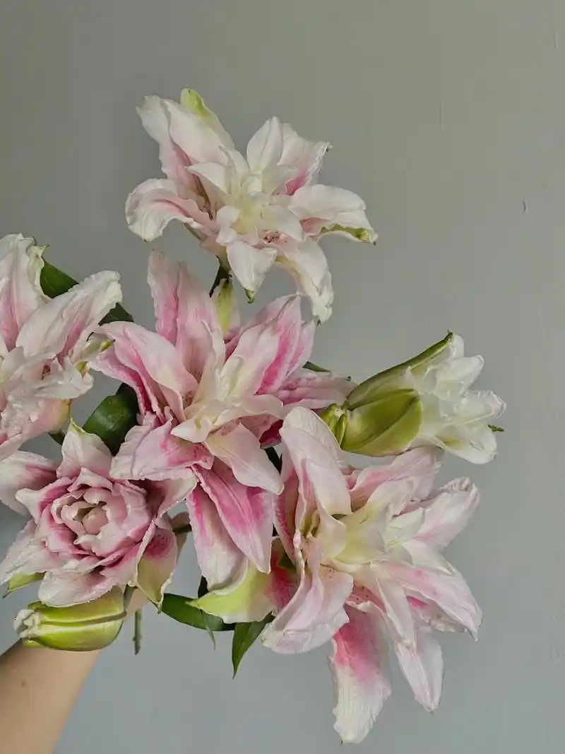 识花卡——重瓣百合伊莎贝拉