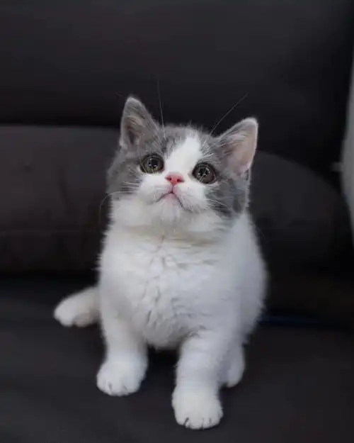 英短蓝白猫五粉猫 | 广州猫舍 | 英短猫舍