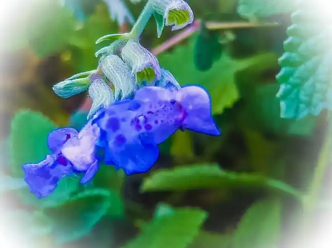 猫薄荷花,花序轮伞