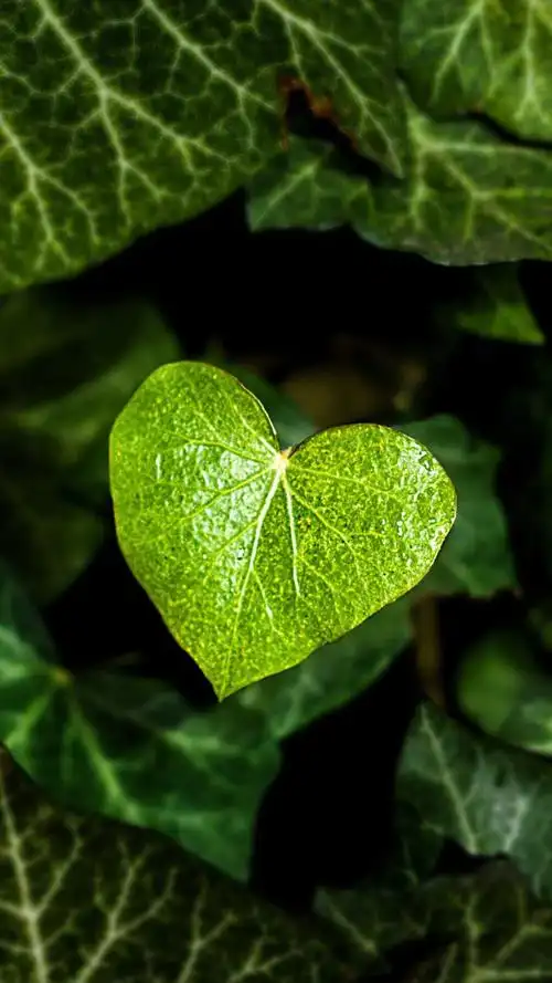 唯美心型爱心图案