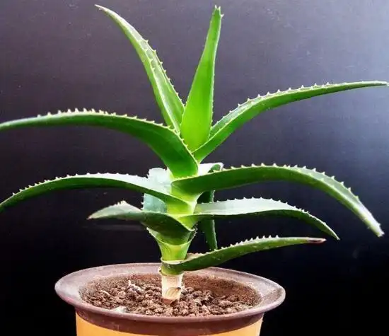 芦荟的品种及图片,芦荟的十大品种介绍及图片