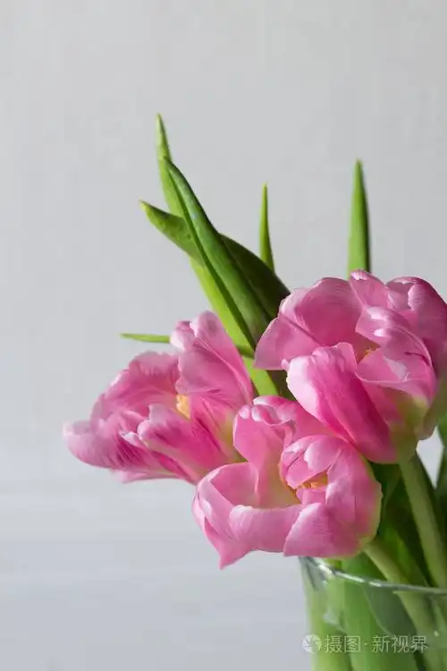 在玻璃罐子里新鲜的粉红色郁金香花花束