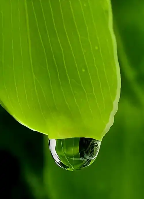 绿绿方叶子上小水滴在阳光的照耀下晶莹剔透,美.