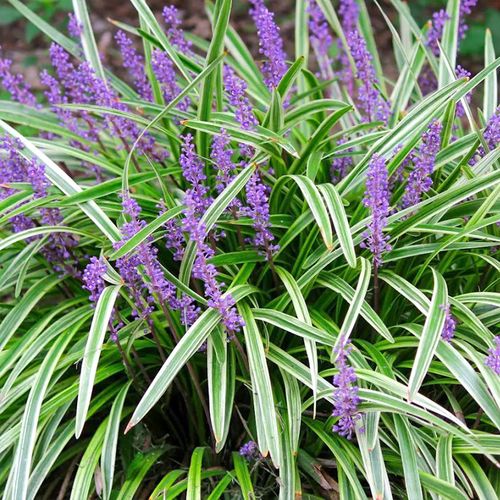 金边麦冬草多年生宿根盆栽庭院户外阳台耐热耐寒好养易活花境植物