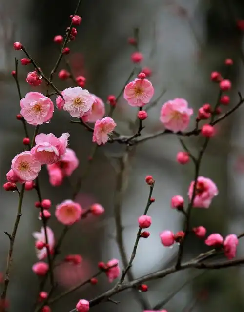 上海梅花悄然绽放