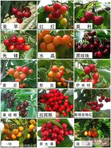 桑缇娜樱桃苗,桑缇娜樱桃苗保证纯度