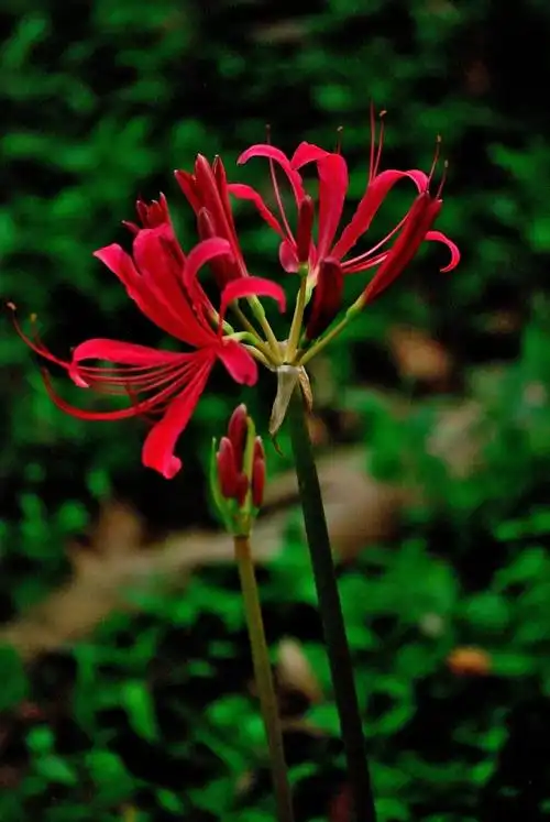 【原创】石蒜 - oldshu - oldshu的博客