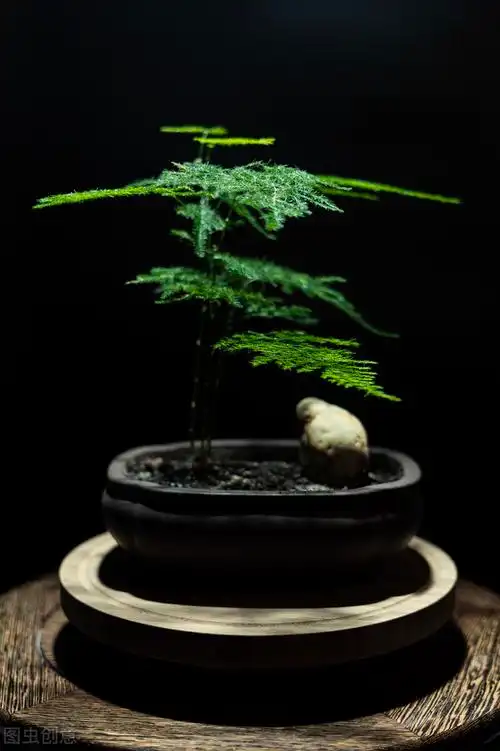 云竹盆景价格文竹盆景凭什么卖得贵