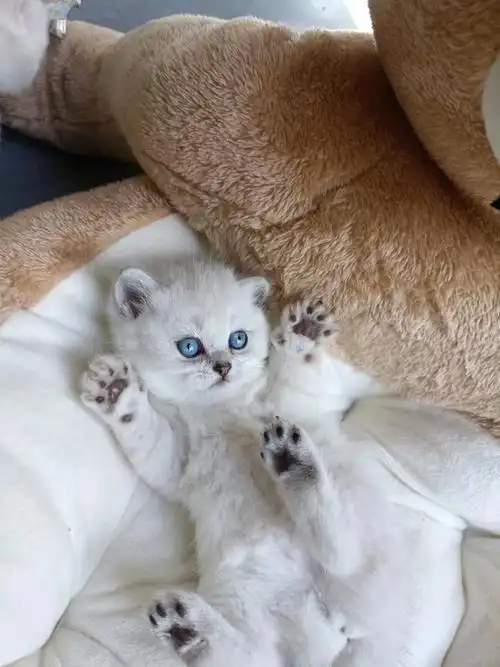 昆明熊熊银点宝宝