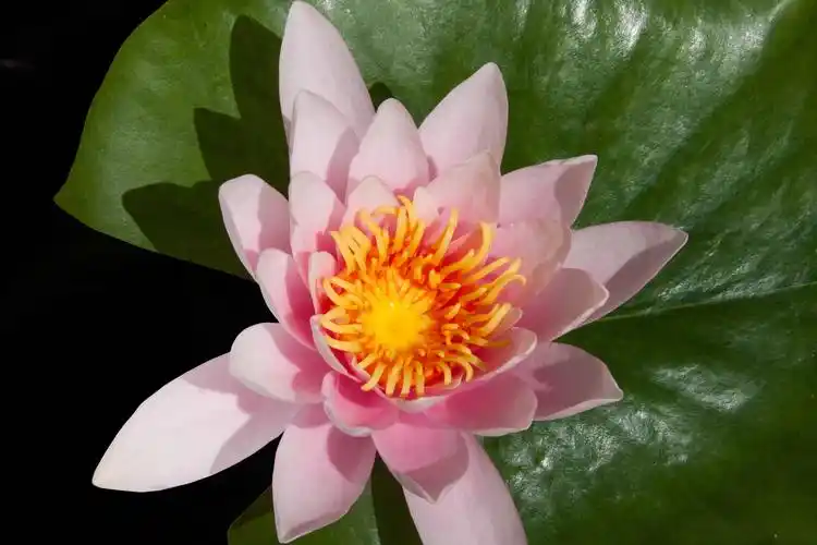 莲花, 宏观, 园艺, 睡莲, 自然, 植物, 花, 绿叶免费下载 原版的