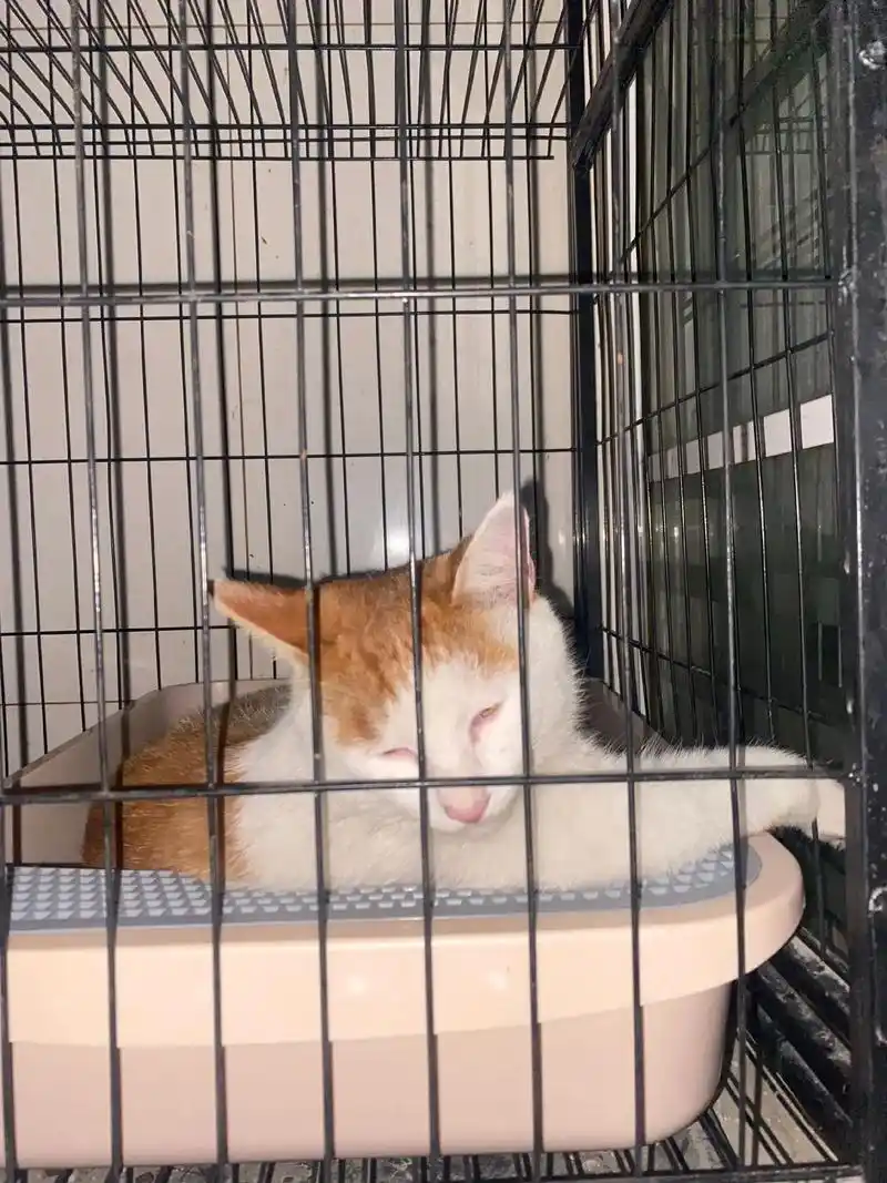 松原本地橘猫寻主 成年怀孕母猫,8.16日在前 - 抖音