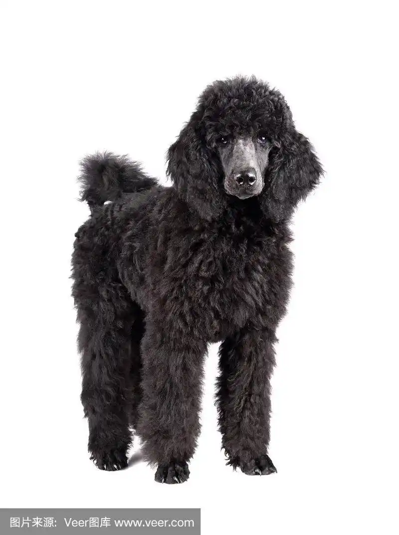 standart黑色贵宾犬