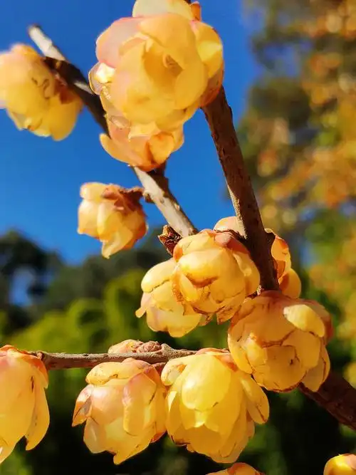 其它 腊梅——冬天绽放的花 写美篇     墙角数枝梅,凌寒独自开.