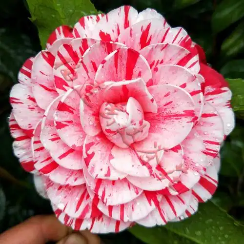 论普通五色赤丹茶花苗与精品五色赤丹茶花苗的区别