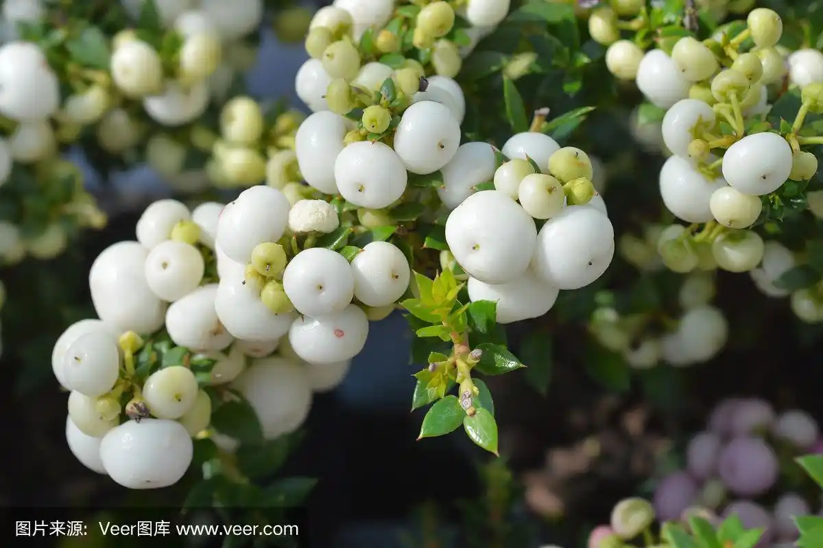 多刺的石南白色浆果