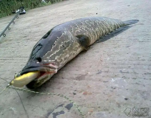 一晚上钓上18条黑鱼