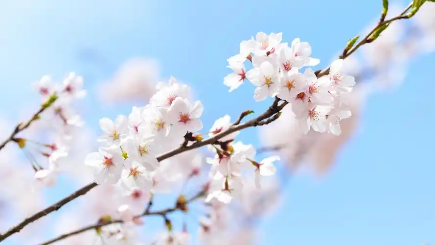 绝美樱花微距高清桌面壁纸_植物壁纸_壁纸下载_美桌网