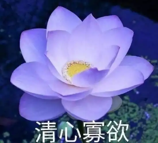 妈妈的荷花头像上新了