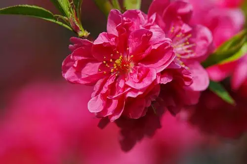 各种花卉图片_各种花卉图片及名称_牡丹花图片大全大图