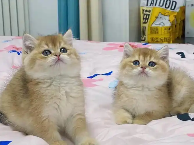 携长基因金渐层崽崽78现猫