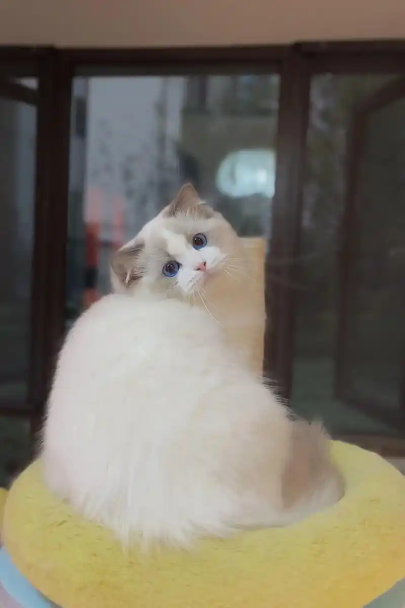 可上门的专业繁育布偶猫十年的布偶猫舍 - 抖音