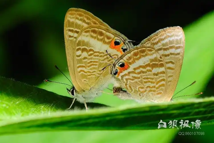 白狼的云南微距昆虫视界(一)