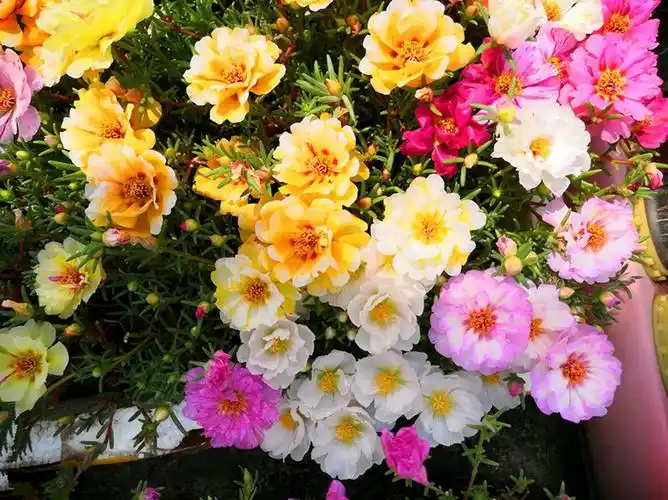 庭院十大吉祥之花(好养适合新手易爆棚的10种吉利花)-图12