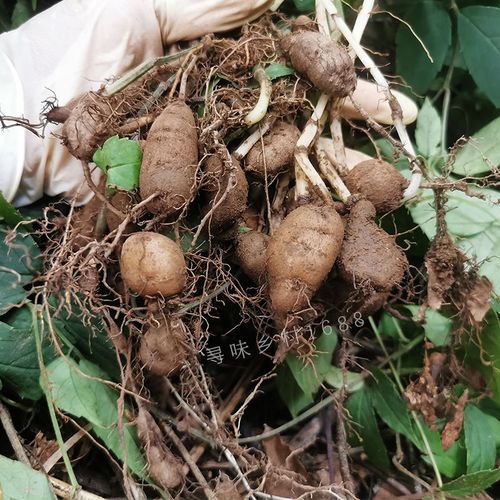 有仁堂浙江三叶青野生金丝吊葫芦新鲜丝线吊金钟石老鼠 250克野生新鲜