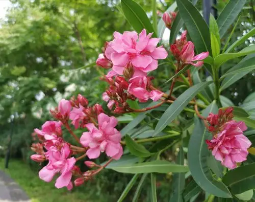 夹竹桃花 - 花粉随手拍生活 花粉俱乐部