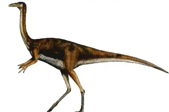 最大的似鸟龙类似鸡龙不会飞行但奔跑能力极强