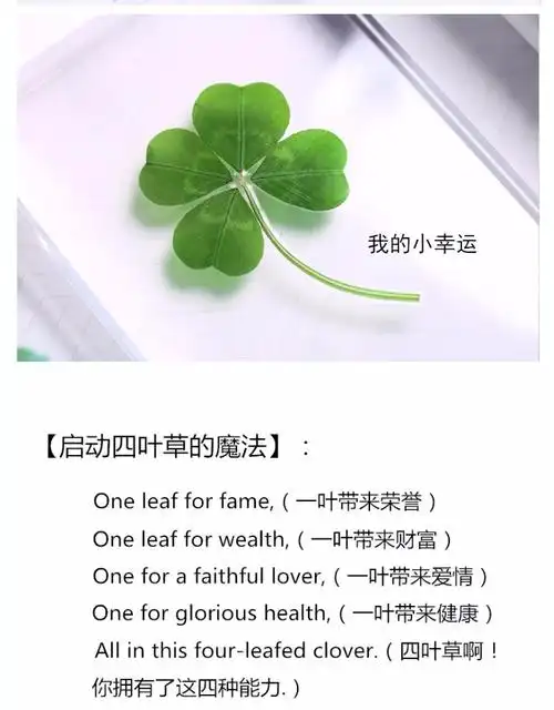 小米mi生态米家同款野生幸运四叶草植物标本趣味微景观绿色创意圣诞