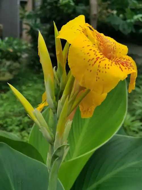 嗜绿夏日一一漂亮的兰花美人蕉