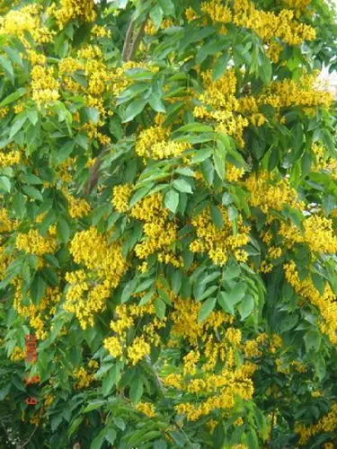 将印度紫檀的木材剖开,会流出紫色汁液,故名印度紫檀,在四月经郴破