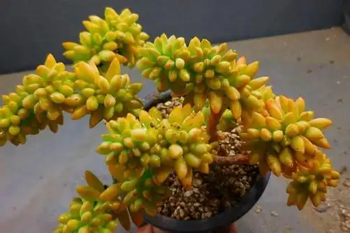 多肉黄丽怎么养黄丽多肉这样养连连爆盆