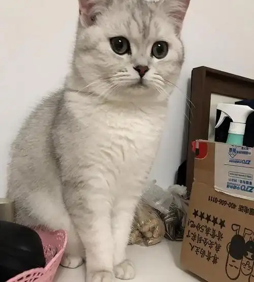 银渐层也算是英短猫里面最受欢迎的一个花色,但是受欢迎的同时,也越来