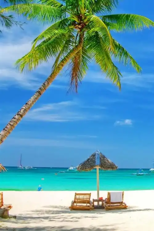 美丽的海滩,棕榈树,海,椅子,热带 640x1136 iphone 5/5s/5c/se 壁纸
