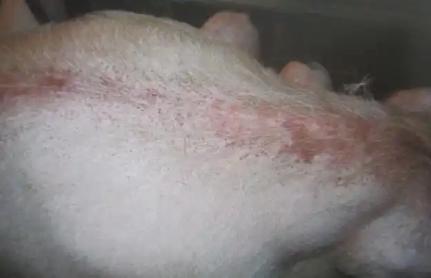 猪背部有出血点拉稀带血怎么回事要怎么治疗