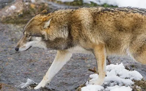 壁纸 狼,冬天,雪