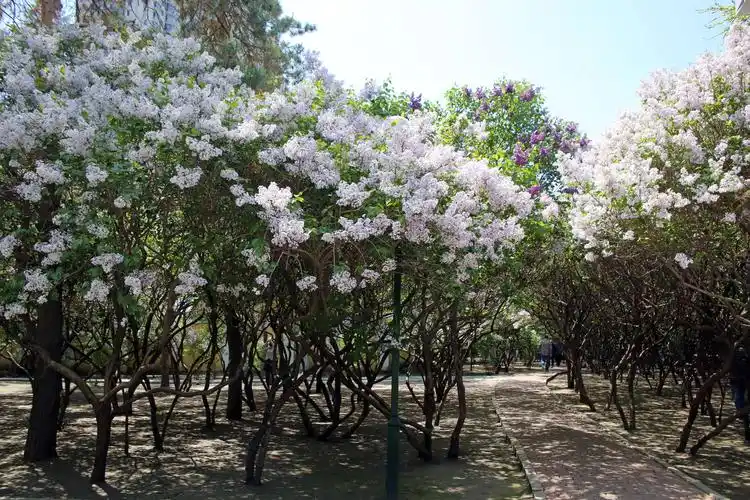 5月上旬始,在哈尔滨市的许多大街小巷,庭院,公园,可看到丁香树