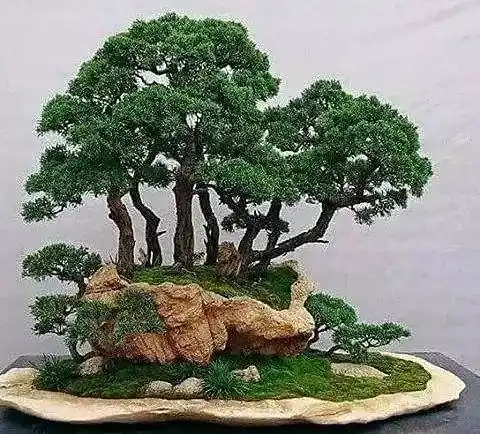 【盆景欣赏】诗意生活,从打造一盆丛林式盆景开始!