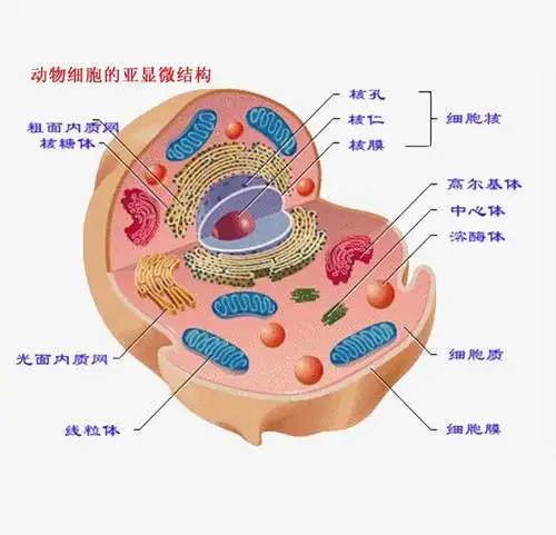 被誉为"沙漠之舟"的骆驼,仙人掌,断肠草都是它的食物