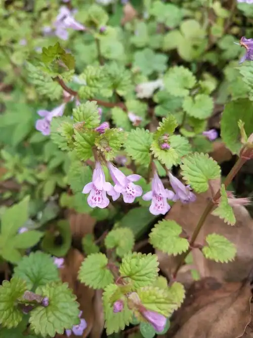 活血丹——留心沿途的美景