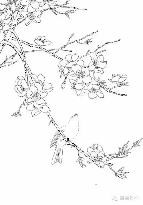 工笔线描桃花,美!
